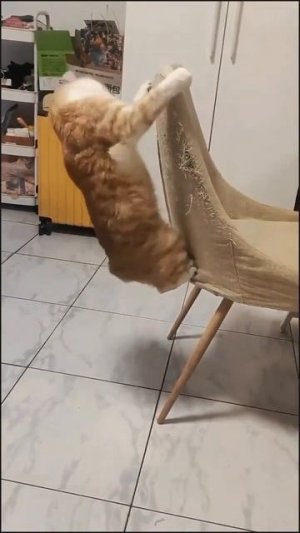 Кот танцует на стуле