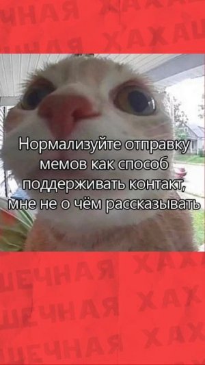 Просто мемы