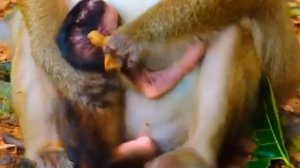 Завтрак в семье обезьян. Очень удобно, когда у макаки...    1000037287.mp4