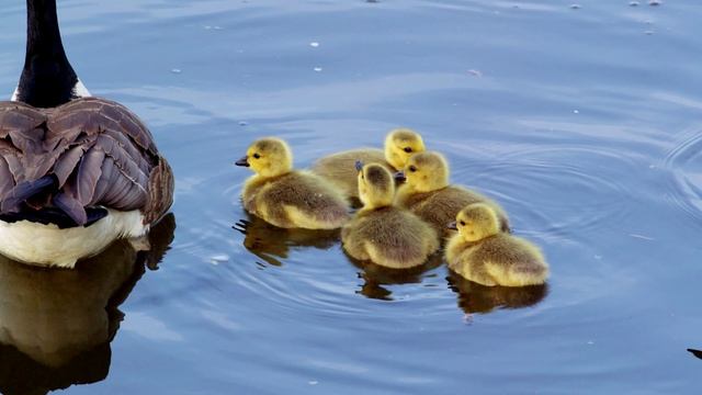 Утки смотреть онлайн