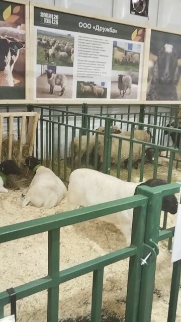 Российская агропромышленная выставка «Золотая осень». Сенсация павильона «Животноводство» (13) смотреть онлайн