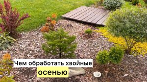 Готовлю хвойные к зиме! Осенняя обработка!