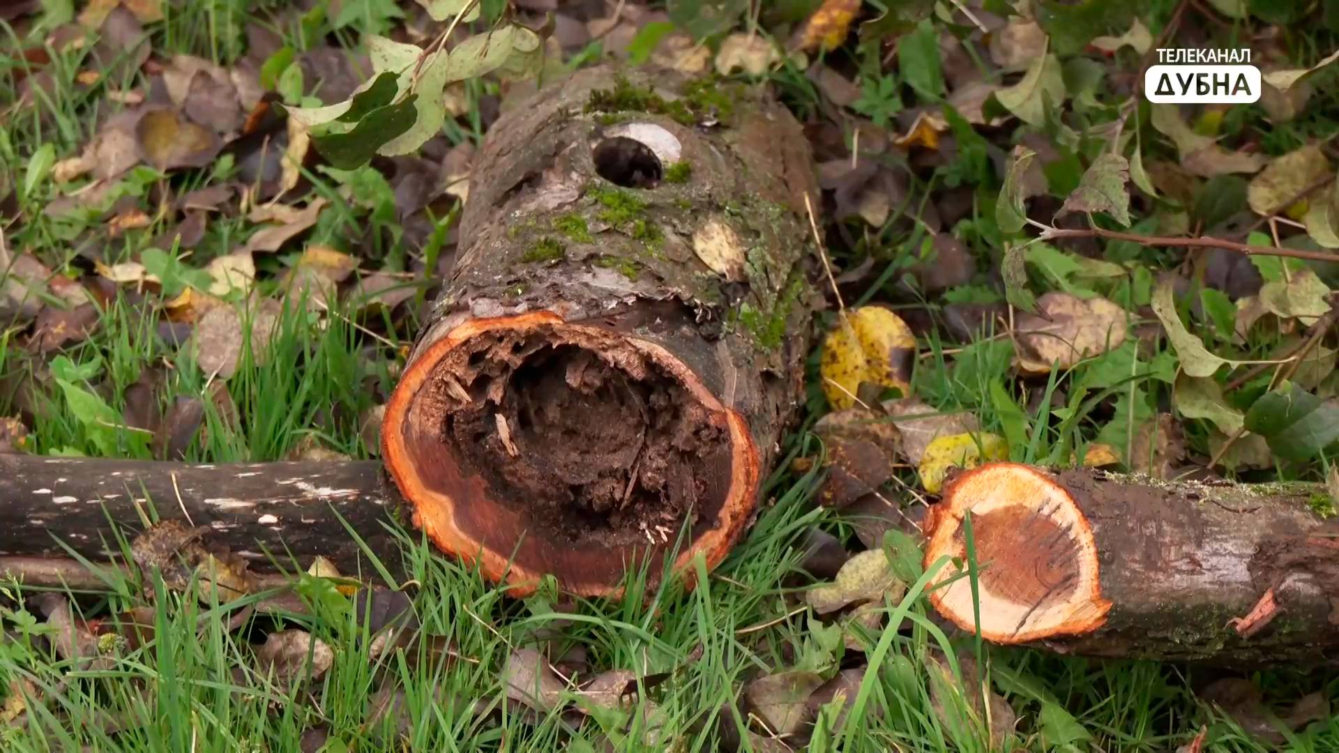 Яблоневую аллею на набережной Волги в Дубне готовят к 70-летию города смотреть онлайн