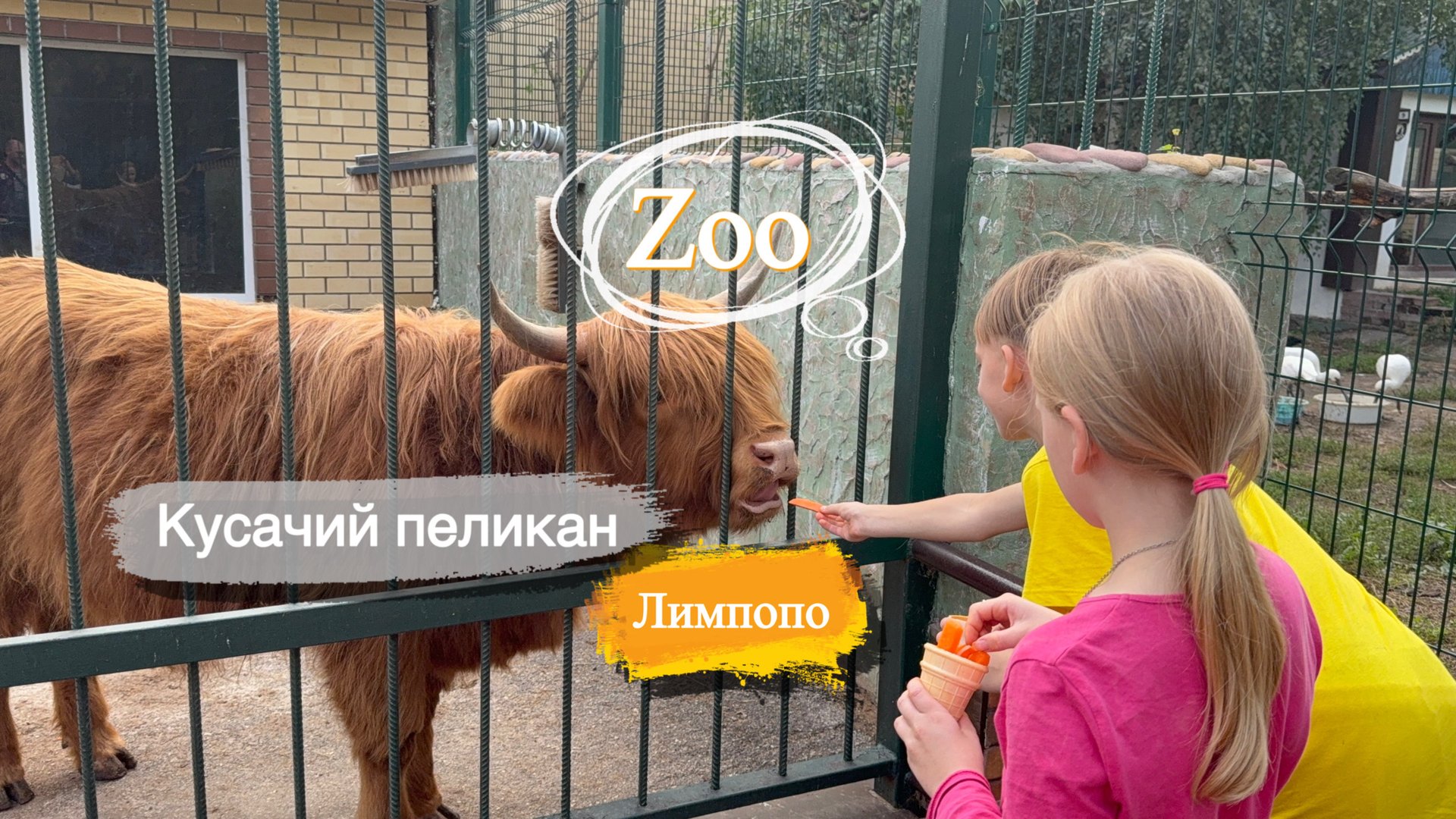 Зоопарк Лимпопо Енот притворился летучей мышью Пеликан кусается Обезьяна дразнится Орангутан грусти