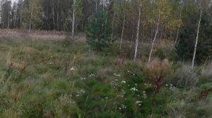 Охота на утку 4. Кряква. 25 год.