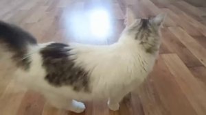 Готовлю на обед гороховый суп. Скоро созреют абрикосы 😁