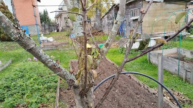 Нашла в интернете, чем обработать грушу после обрезки. Очень эффективный способ. смотреть онлайн