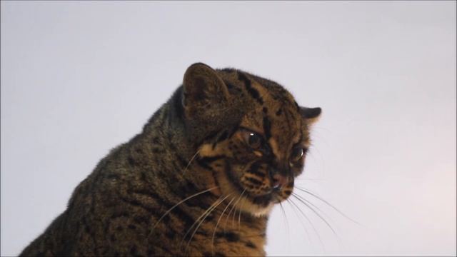 Мраморная кошка Диа вышла прогуляться и показать свою красоту 08.10.2025 смотреть онлайн