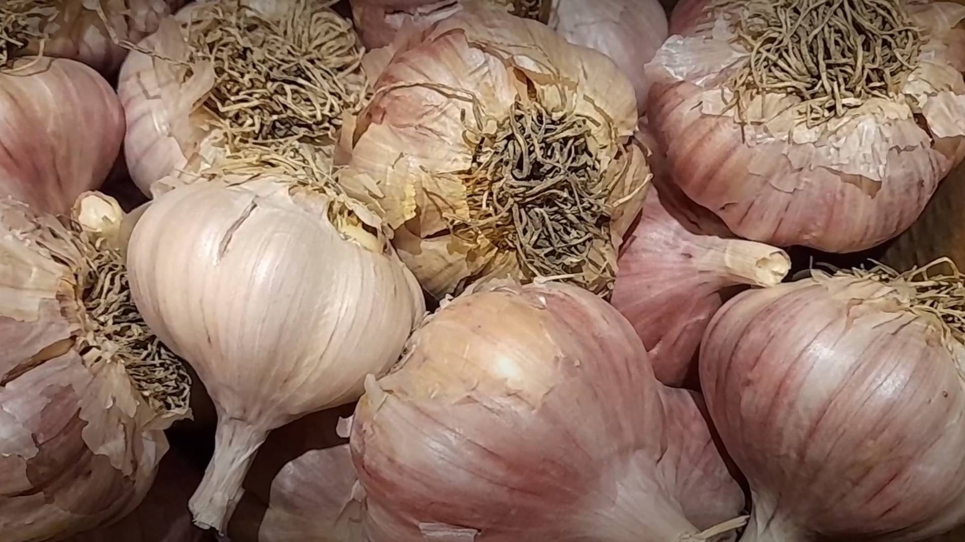 ХРАНЕНИЕ ЧЕСНОКА: Простой способ сохранения чеснока до нового урожая смотреть онлайн