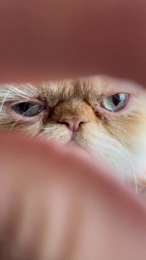 Похожи мы с Зефиркой?) #марикалапунова #кот #котик #рек