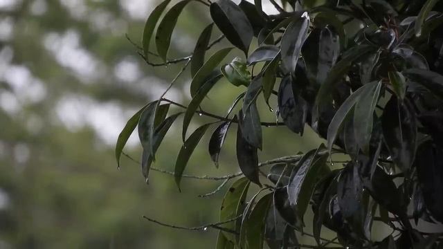 УСПОКАИВАЮЩИЙ ЗВУК ДОЖДЯ ДЛЯ СНА смотреть онлайн