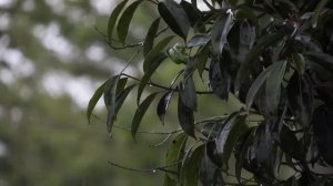 УСПОКАИВАЮЩИЙ ЗВУК ДОЖДЯ ДЛЯ СНА