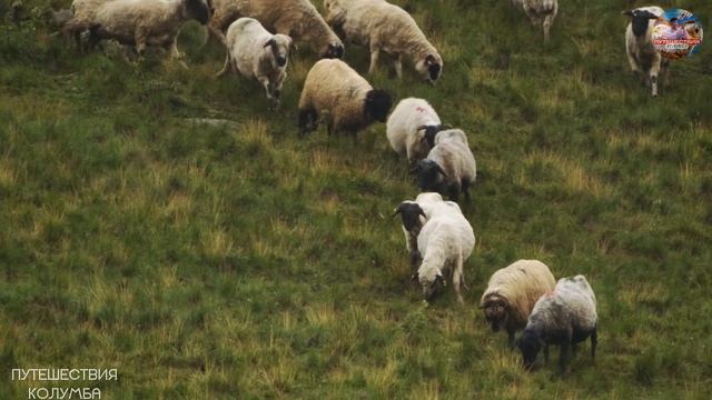 Животные в высоком качестве 4К 8К Full HD смотреть онлайн