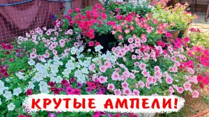 Крутые ампельные петунии! Опера в малых объемах!