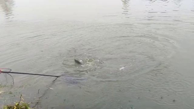 WhatsApp Video 2025-10-09 at 09.59.03 смотреть онлайн