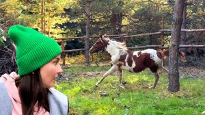 СПАСЛИ ДИКУЮ ЛОШАДЬ С БОЙНИ. Прошло 20 дней. Чему научили. Привезли мастерскую. Готовим место