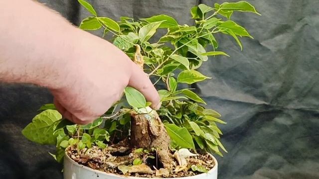 √10 фикус 125