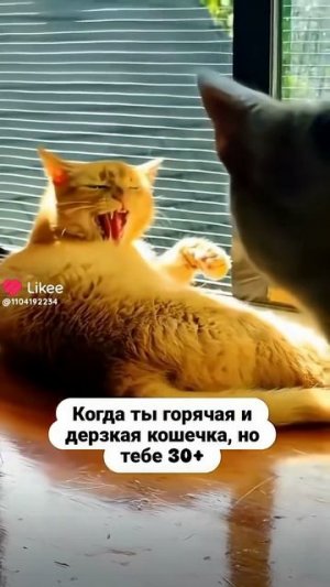 Когда тебе за 30🤣 #смешныевидео #смешно #смешное #юмор #смешныеживотные #смех