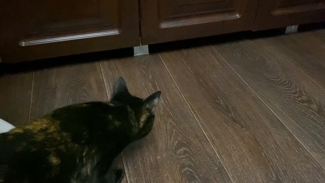 Крошечный робот-пылесос 😆 смотреть онлайн