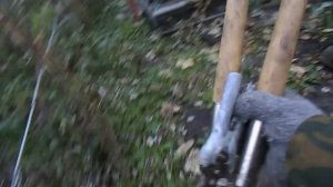 39. Начинаю готовить виноградник к зиме, в конце ролика результат этого года.