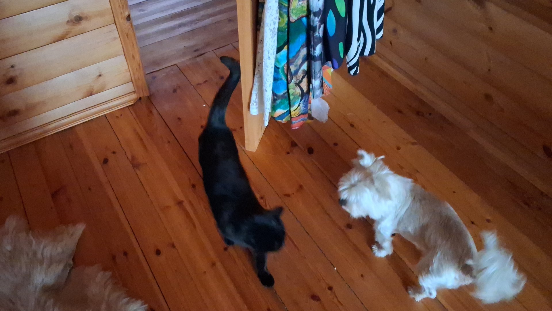 Детвора развлекается... смотреть онлайн