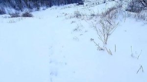 Зимняя прогулка.