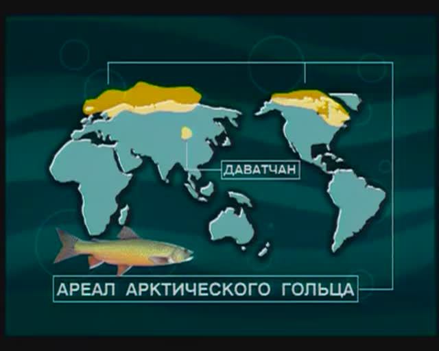 Каких рыб из рода Сальвелинусы, Гольцы (Char) — Salvelinus бъединяют под названием «Озёрные гольцы»? смотреть онлайн