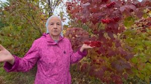 Калина от высокого давления, эндомитриоза, кист яичников, онкологии и многого другого.