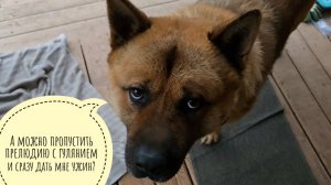 Почему Пёс Кубик иногда не хочет идти гулять? Нептица-куница тырит рябину с макушки дерева