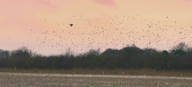 Телешоу "Ферма Кларксона", 2.05 (AlexFilm) смотреть онлайн