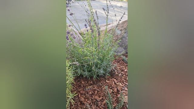 Подготовка многолетников к зиме. смотреть онлайн