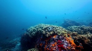 Дайвинг в Омане: Мусандам