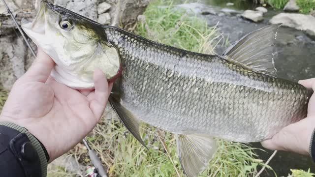Здесь рыба ЕСТЬ!)) Рыбалка на спиннинг на малой реке.