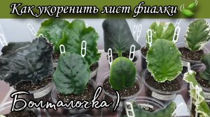 Для начинающих! Укоренение листа 🍃фиалки и последующий уход за ним)