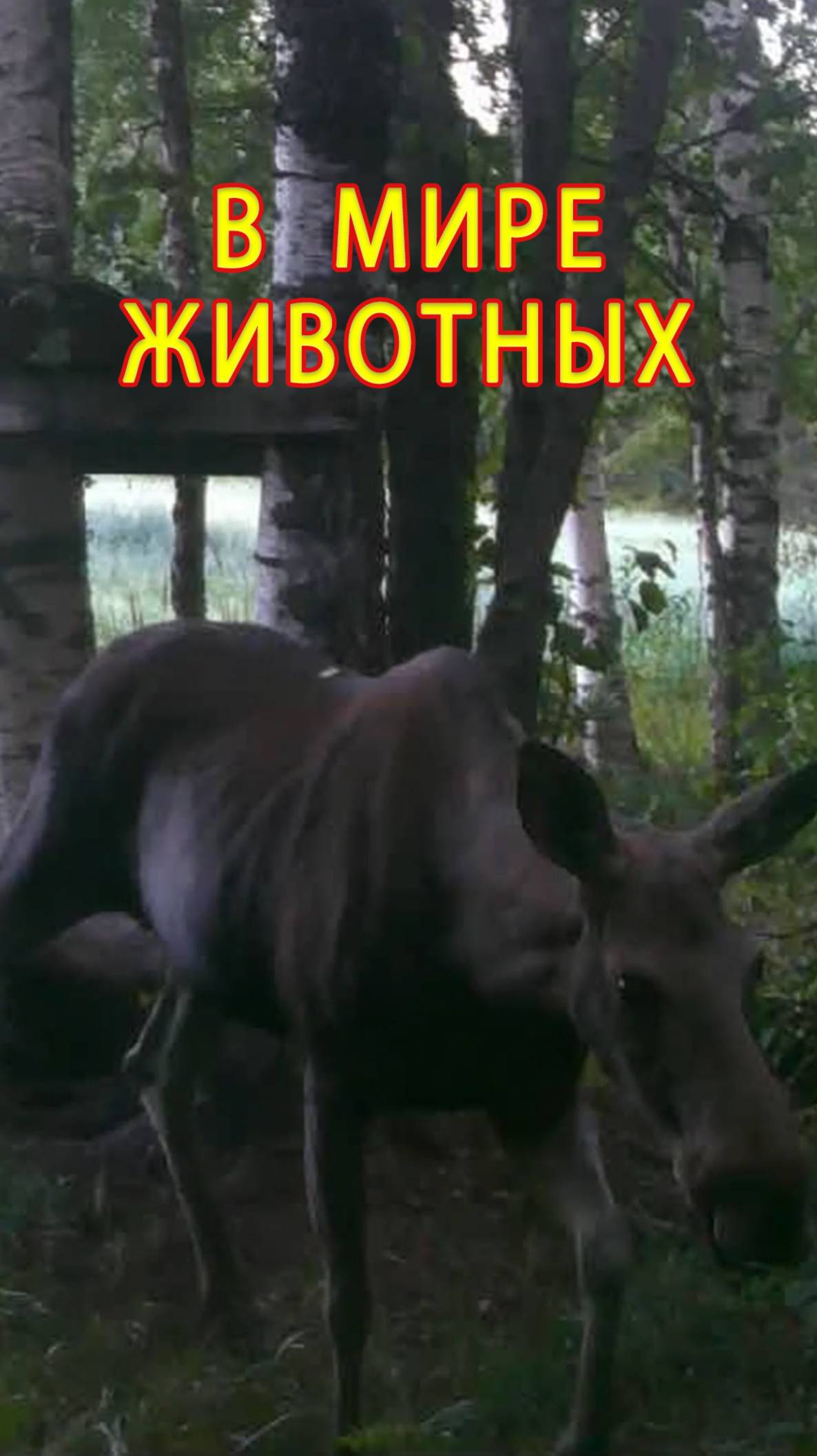 За солью и прочь от гнуса! Лось в мире животных