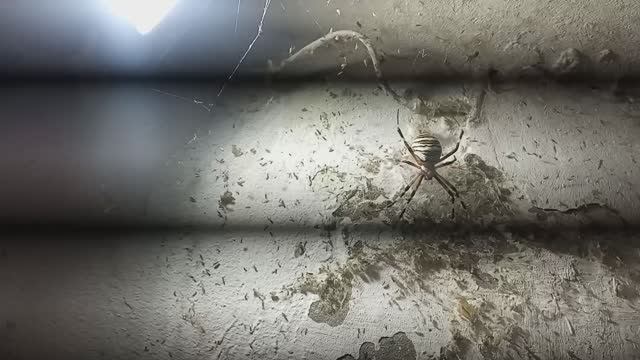 ЖИРНЫЙ ПАУК. ПОЛОСАТЫЙ. смотреть онлайн