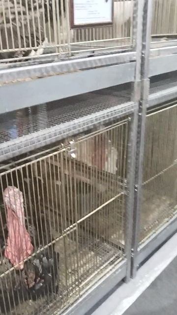 Российская агропромышленная выставка «Золотая осень». Сенсация павильона «Животноводство» (6) смотреть онлайн