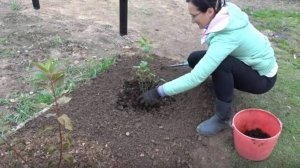 6 соток 3 октября 2025 года. 2 часть. Сажаю гортензию и сирень.