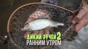 Ранним утром. Дикий ручей 2