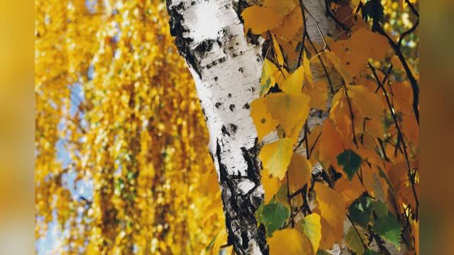 Ирина Расшивалова "Берёзка" читает Любовь Б. смотреть онлайн