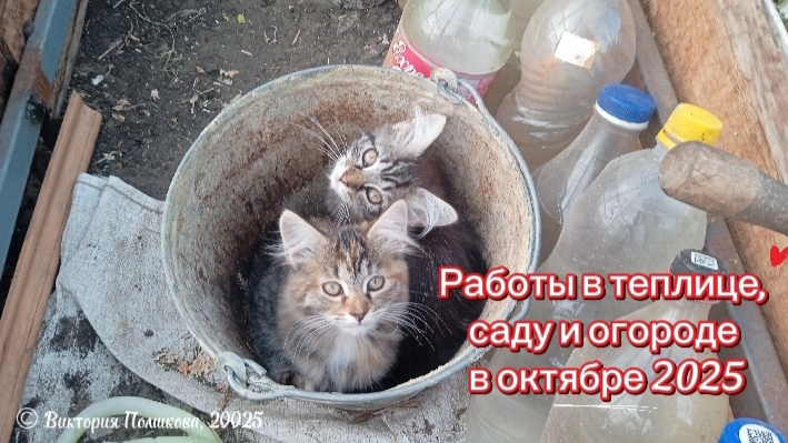 Работы в теплице и в саду в октябре 2025, полезные советы смотреть онлайн