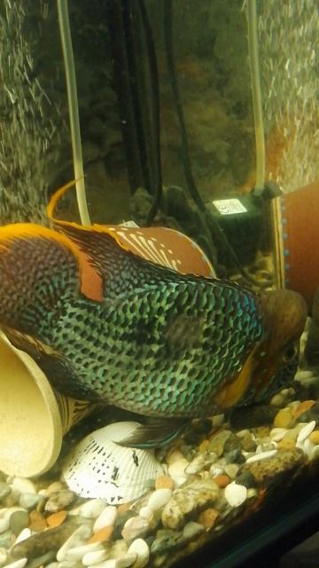 🐟Акара 🐟 получил по шишке