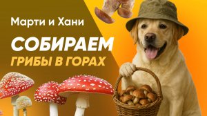 ПОХОД ЗА ГРИБАМИ В СУККО / ПОТЕРЯЛИ СОБАК / КИЗИЛ / МАРТИ ПОТЕРЯЛ АДРЕСНИК / ЕСТЬ ГРИБЫ?