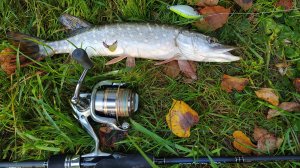 В парковой зоне утром 6 сентября 2025 года