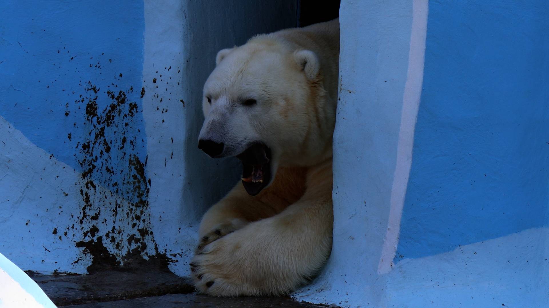 Белый медведь Кай спит.. смотреть онлайн