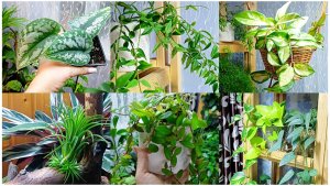 Домашние цветы. Новиночка за приятную цену.