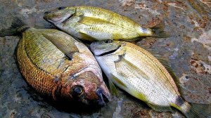 Рыбалка на Чёрном море, рокфишинг с берега на бомбарду, ловля ласкиря в октябре