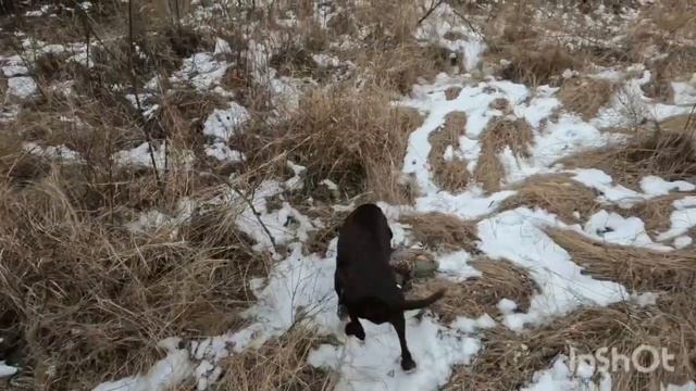 Перезалив. Охота с курцхааром на фазана.