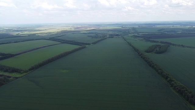 Засадная дубрава на Куликовом поле.