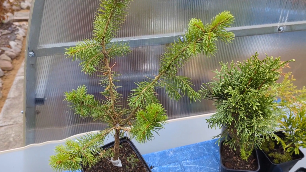 11-10-2025.Дача.Новые туи и можжевельники!Проведала Гиппеаструмы! смотреть онлайн